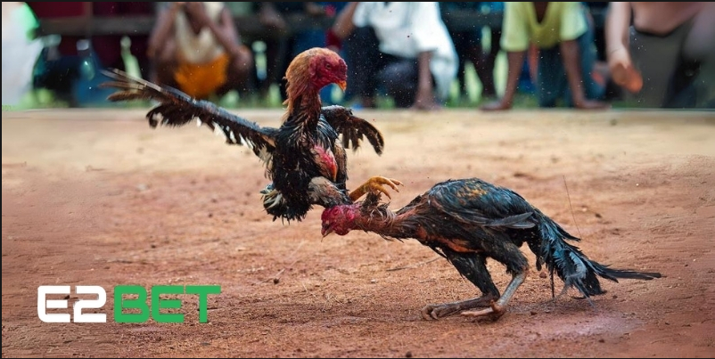 đá gà e2bet